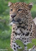 Image result for Javan Leopard