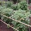 Image result for Pinterest Tomato Stakes