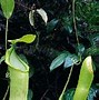 Image result for Hooded Cobraplant