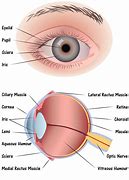 Image result for Eye Anatomy Chart