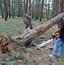 Image result for How to Notch a Tree to Fall