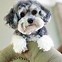 Image result for Maltipoo Puppy Playing