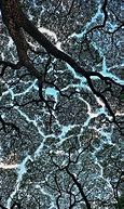 Image result for Crown Shyness Wallpaper