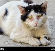 Image result for Black Cat with Battle Scars