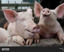 Image result for Funny Farm Animals Pig