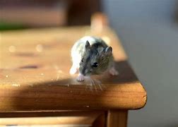 Image result for Mouse Urine Odor Removal