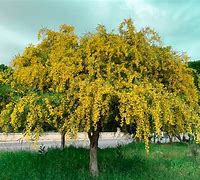 Image result for Mimosa Tree - 3 Container 4-5 Feet