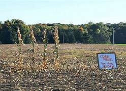 Image result for Biden Corn Field