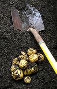 Image result for Yukon Gold Potatoes - (4 Lb Seeds)