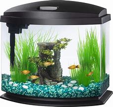 Image result for Small Fish Tank