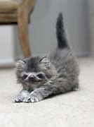 Image result for Sloth Kitty