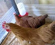 Image result for Chicken Clucking