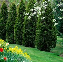 Image result for cedar trees pictures