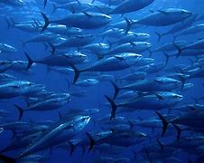 Image result for Atlantic Blue Fish