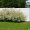 Image result for 2 Quart - Tri-Color Willow Shrub/Bush - A Willow With A Rainbow Of Color, Outdoor Plant