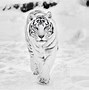 Image result for Cool White Tiger Art