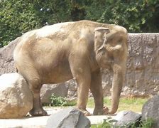 Image result for Mexico City Zoo