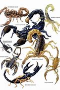 Image result for Scorpion Animal