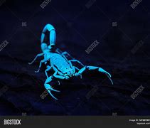 Image result for Blue Scorpion Eyes