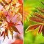Image result for Leaf ID Chart