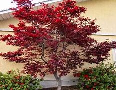 Image result for 5-6 ft. - Emperor Japanese Maple Tree - Brilliant Red Maple Leaves All Season Long