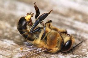 Image result for Drone Honey Bee