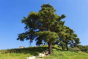 Image result for Lebanon Cedar Tree