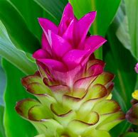 Image result for Curcuma Ginger Plant