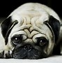 Image result for For All the Dogs Wallpaper