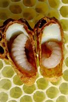 Image result for Queen Bee Larvae
