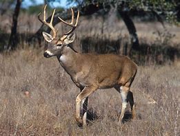 Image result for Arkansas deer CWD
