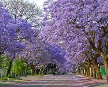 Image result for Pretty Trees