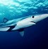 Image result for All 350 Species of Sharks