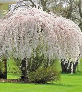 Image result for White Snow Fountain Weeping Cherry - 4X4x6 Container
