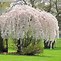 Image result for White Snow Fountain Weeping Cherry - 4X4x6 Container