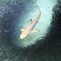 Image result for Sharks and Rays Posters