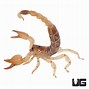 Image result for Gold Scorpion Desert