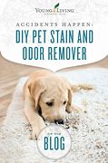 Image result for DIY Pet Stain Remover