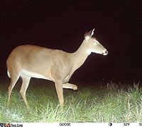 Image result for 3 Legged Deer