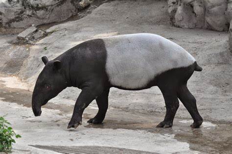 Tapir adalah hewan herbivora yang hidup di Sumatera dan Kalimantan