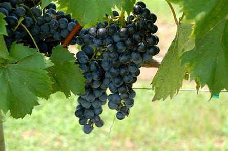 Image result for free images of vineyards