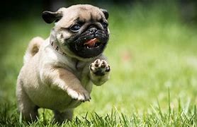 Image result for Pug Live Wallpapers