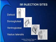 Image result for Testosterone Injection Location