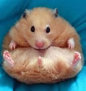 Image result for Very Funny Hamsters