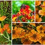 Image result for Perennial with Small Orange Flowers