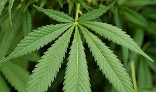 Image result for Marjuana in a Pot