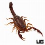 Image result for Devil Scorpion