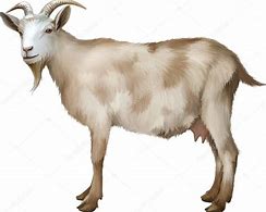 Image result for goat Adult Female