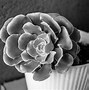 Image result for Potted Plant