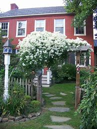 Image result for Climbing Plants